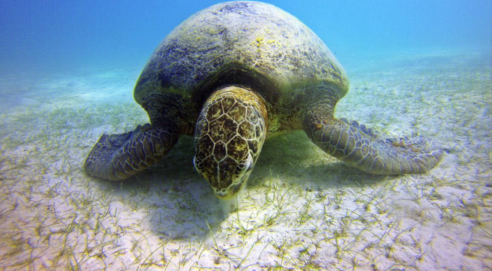 Act-Snorkeling-Photo.jpg